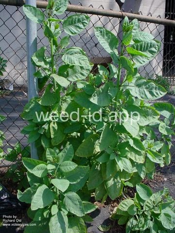 tobacco, tree